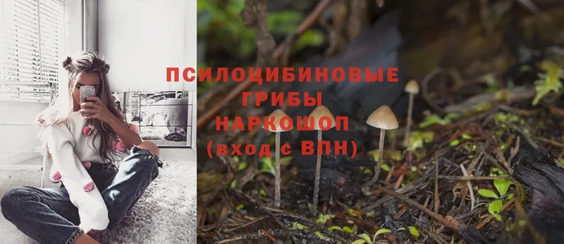 omg зеркало  Каменка  Галлюциногенные грибы Psilocybine cubensis 